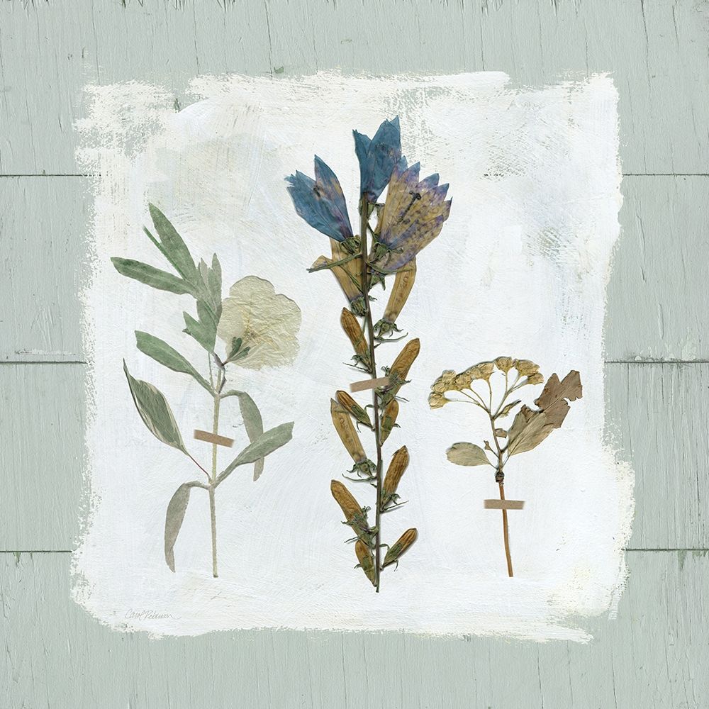 Pressed Flowers on Poster Print by Carol Robinson - Item # VARPDX18762
