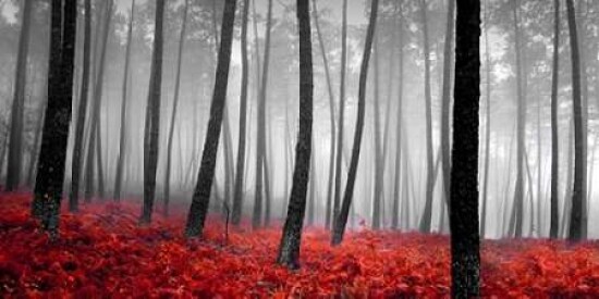 Autumn Woods Poster Print by PhotoINC Studio - Item # VARPDXIN34047