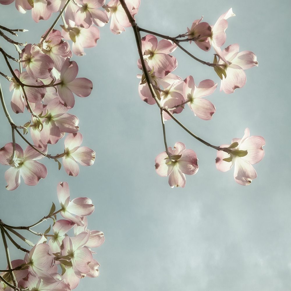 Pale Petals 2 Poster Print by Dianne Poinski - Item # VARPDXQPDSQ9203