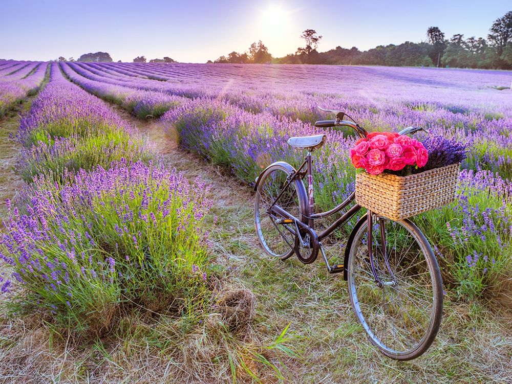 Bicycle with flowers in a Lavender field Poster Print by Assaf Frank # AF20130708225X