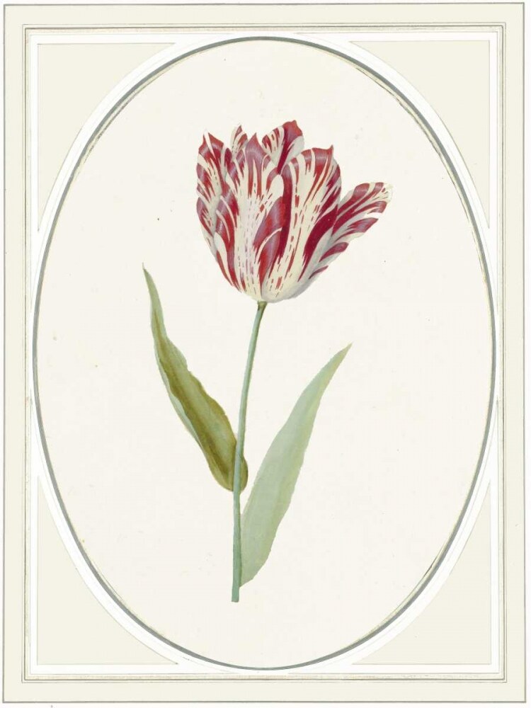 Tulipa V Poster Print by Anne Waltz - Item # VARPDXWE0080