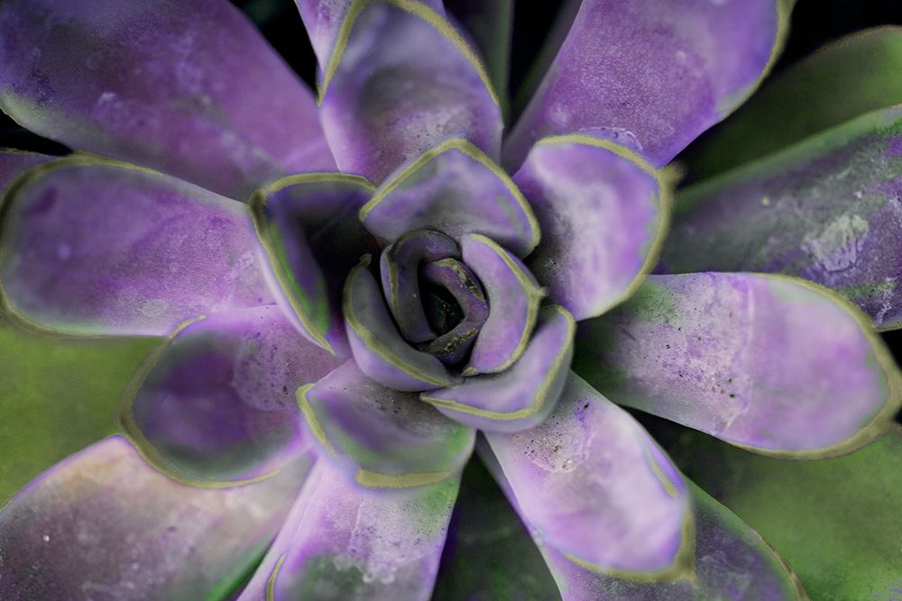 Purple Succulent II Poster Print by Susan Bryant - Item # VARPDX9578G