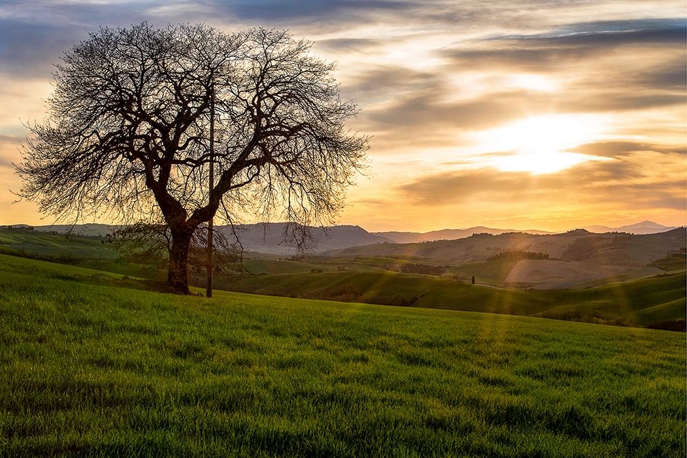 The Tree Poster Print by Dora Artemiadi # A646D