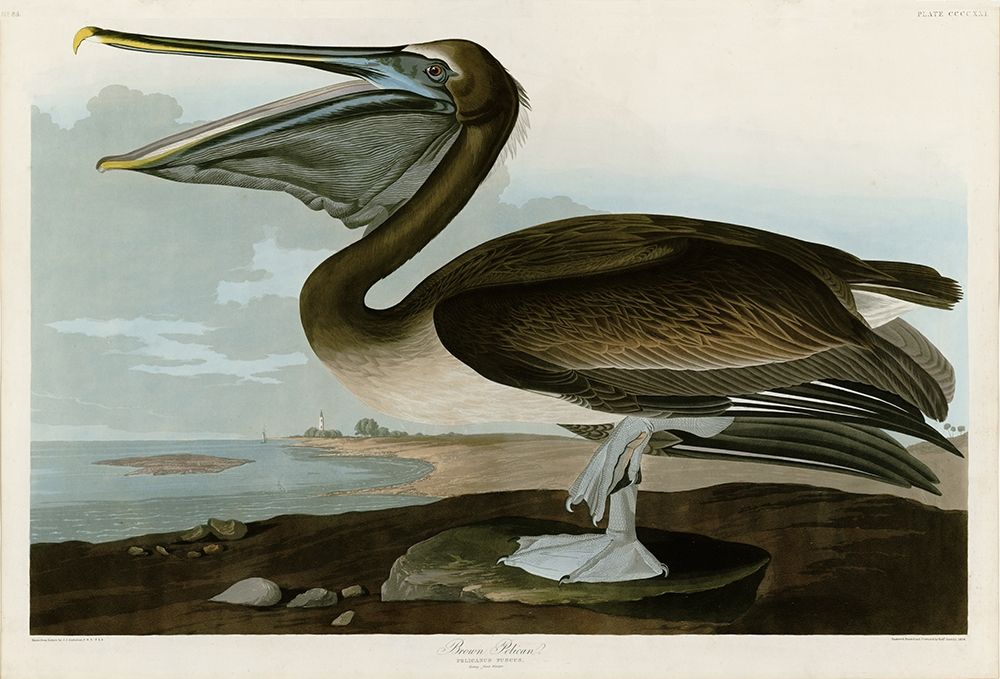 Brown Pelican Poster Print by John James Audubon - Item # VARPDXJJA421