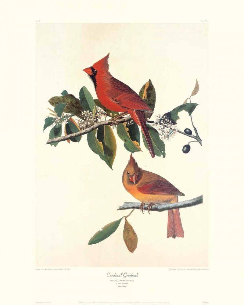 Cardinal Grosbeak Poster Print by John James Audubon - Item # VARPDX132781
