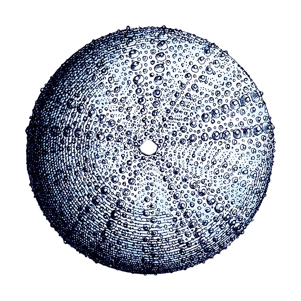 Urchin Shell 4 Poster Print by Sheldon Lewis - Item # VARPDXSLBSQ443D
