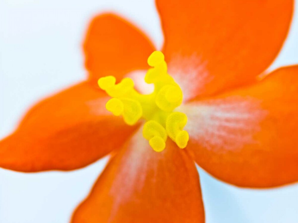Dragon wing begonia flower close-up Poster Print by Assaf Frank - Item # VARPDXAF20080716031