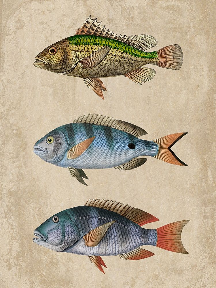 Fish Friends 1 Poster Print by Marcus Prime - Item # VARPDXMPRC274A