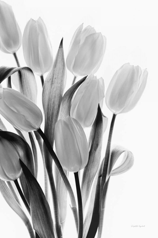 Shadows and Light II Poster Print by Elizabeth Urquhart - Item # VARPDX33351HR