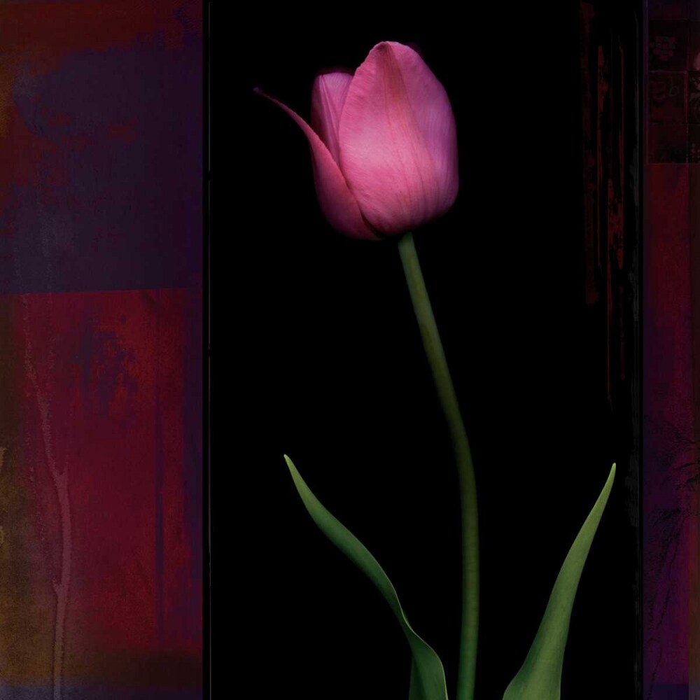 Red Tulip II Poster Print by Rick Filler - Item # VARPDX12755