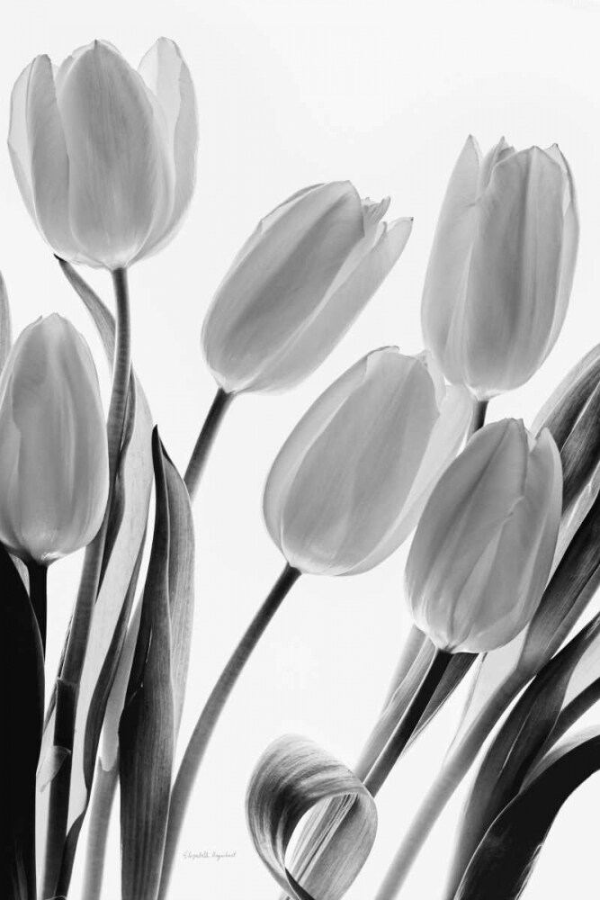 Shadows and Light I Poster Print by Elizabeth Urquhart - Item # VARPDX33350HR