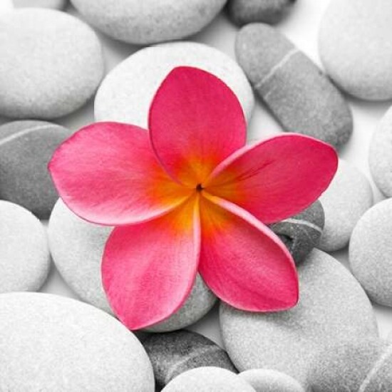 Zen Flower Poster Print by PhotoINC Studio - Item # VARPDXIN30897