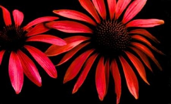 Red Echinacea Poster Print by Ike Leahy - Item # VARPDXPSLHY235