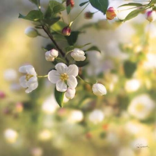 Blush Blossoms I Poster Print by Sue Schlabach - Item # VARPDX22115