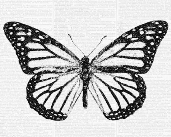 Butterfly 2 Poster Print by Taylor Greene - Item # VARPDXTGRC074B