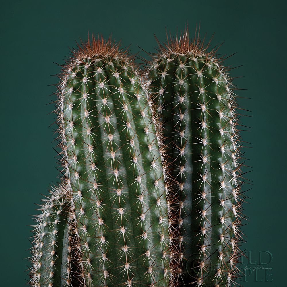 Cacti V Poster Print by Andre Eichman # 62433