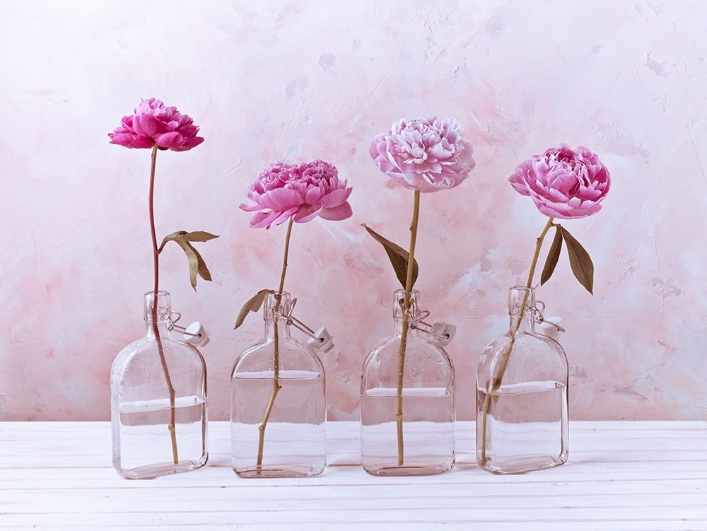 Peonies in glass bottles Poster Print by Assaf Frank # AF20160707260C01
