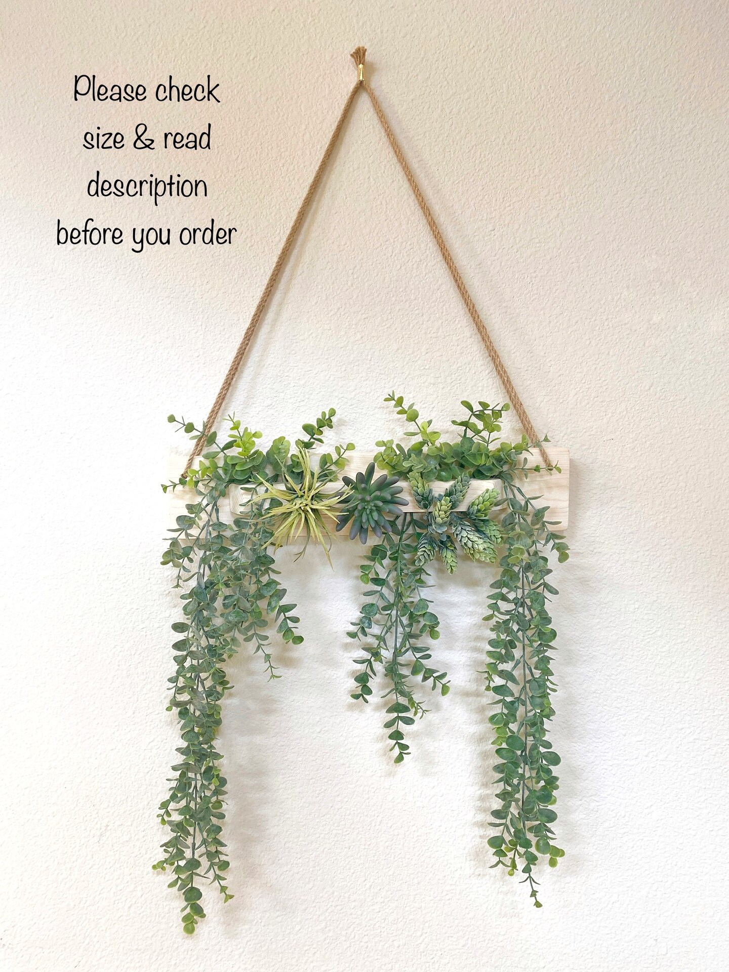 where to buy money tree plant Money Tree