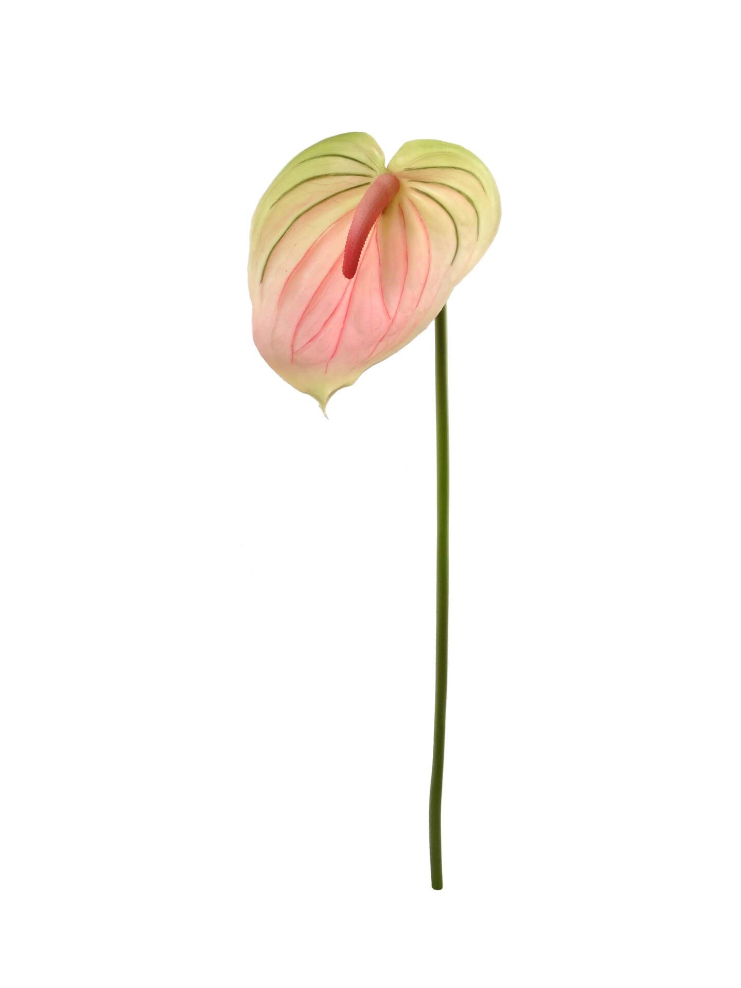 24-Pack: Real Touch Soft Pink &#x26; Green Anthurium Stem by Floral Home&#xAE;
