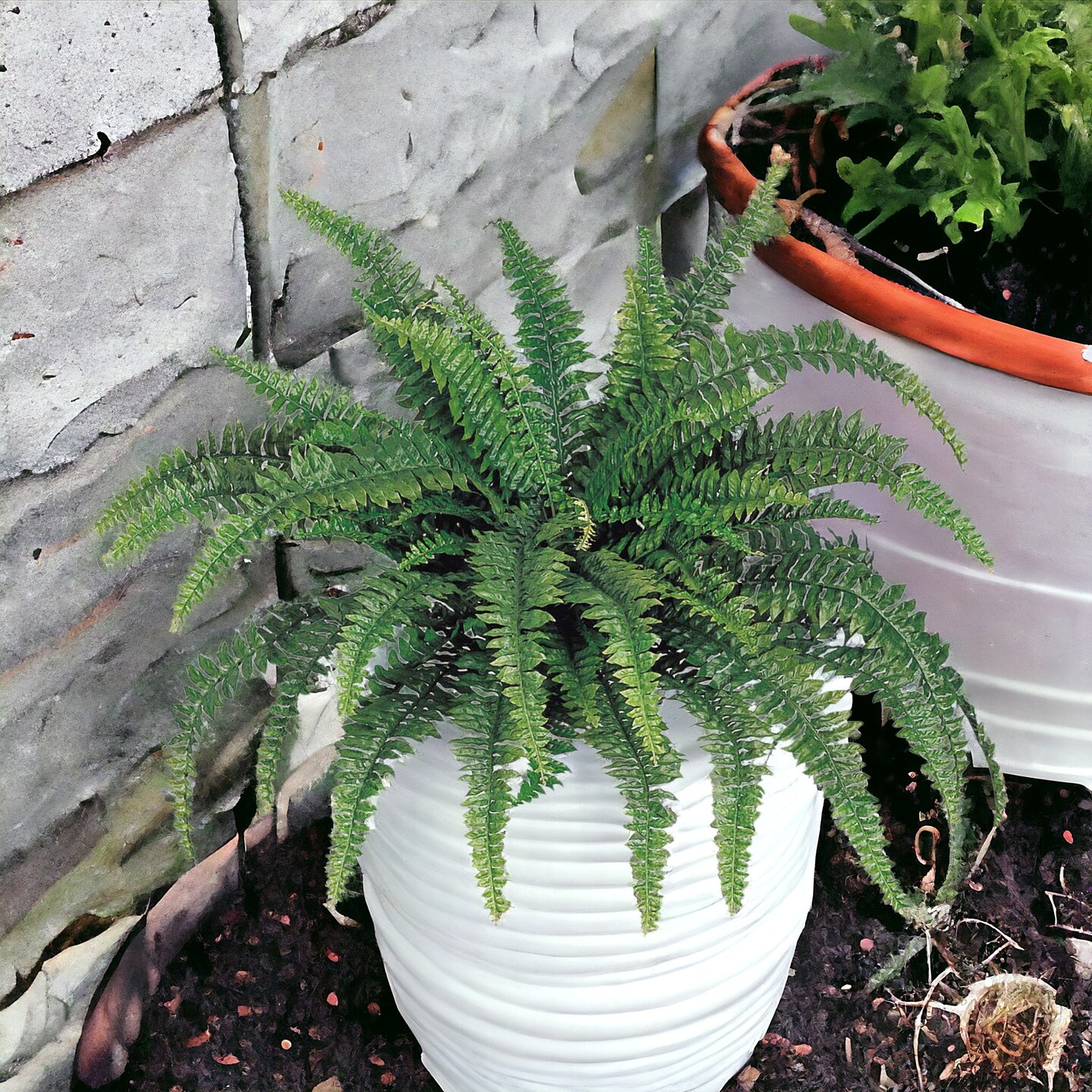 Boston Fern Plant: Set of 2, with 60 Silk Fronds, 48&#x22; Wide by Floral Home&#xAE;