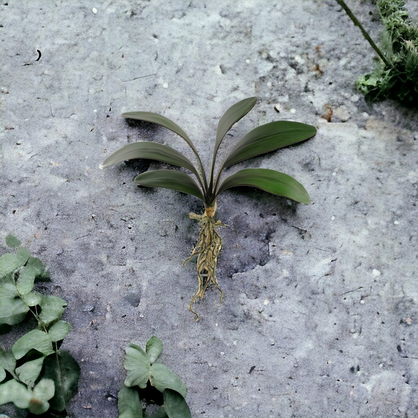 21&#x22; Phalaenopsis Orchid Foliage Cluster Pick - 12-Pack, Lifelike Greenery, Perfect for Floral Arrangements, Home &#x26; Event D&#xE9;cor - Ideal for All Seasons, Floral Home by Artificial Flowers