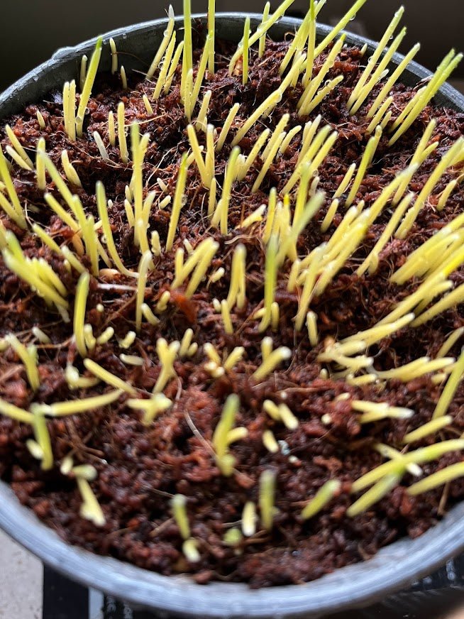 Cat Grass Organic Seed Kit - BEST Ever