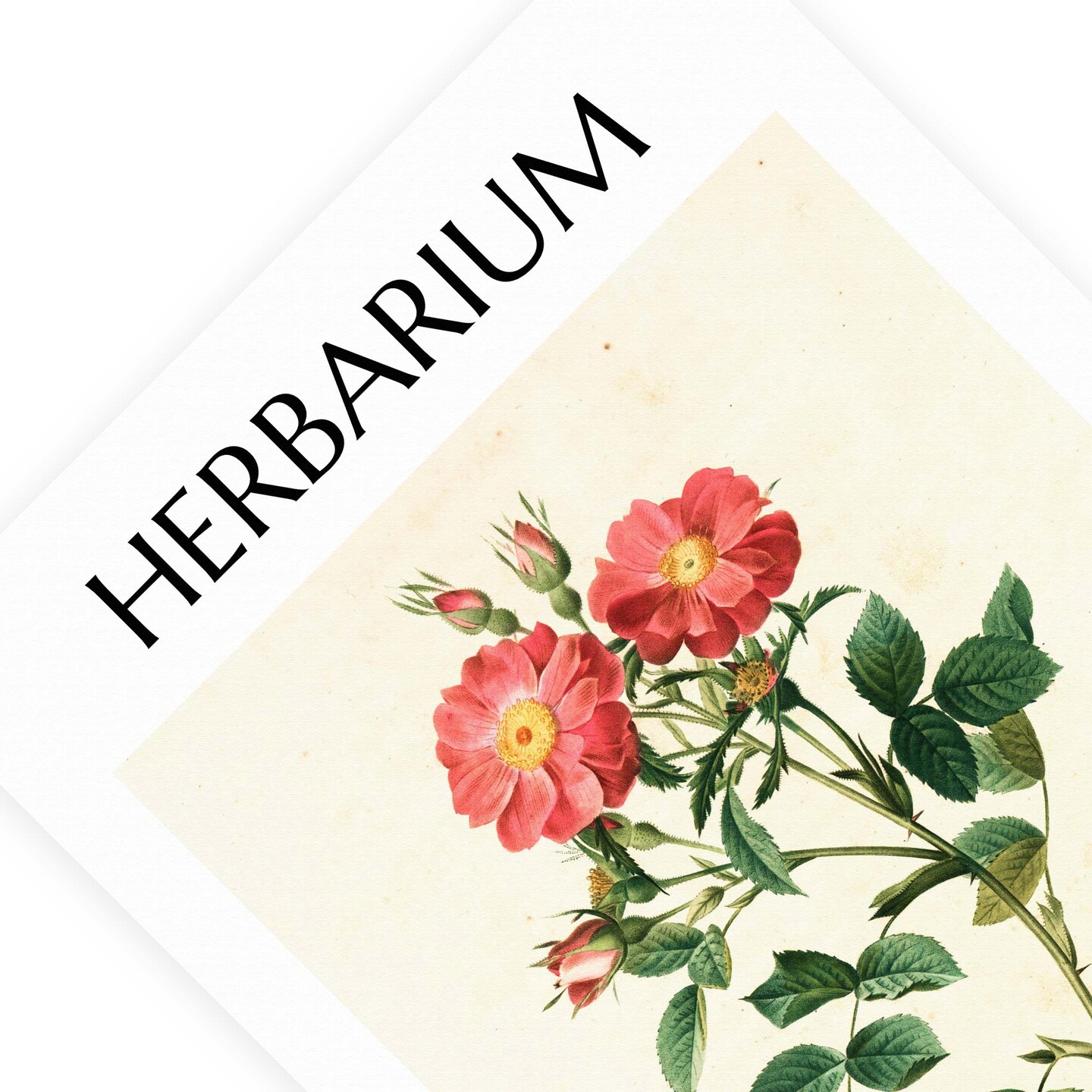 Rose Print Red Rose Poster Antique Flower Print Vintage Rose Painting Rose  Flower Wall Decor Antique Red Rose Art Wild Rose Poster UNFRAMED |  MakerPlace by Michaels, image size:1080x1080