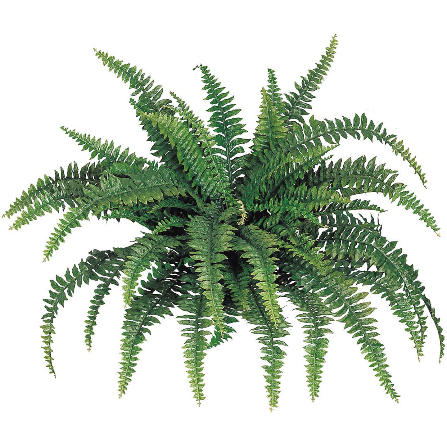 UV Boston Fern Plant: Set of 2, with 60 Silk Fronds, 48&#x22; Wide by Floral Home&#xAE;