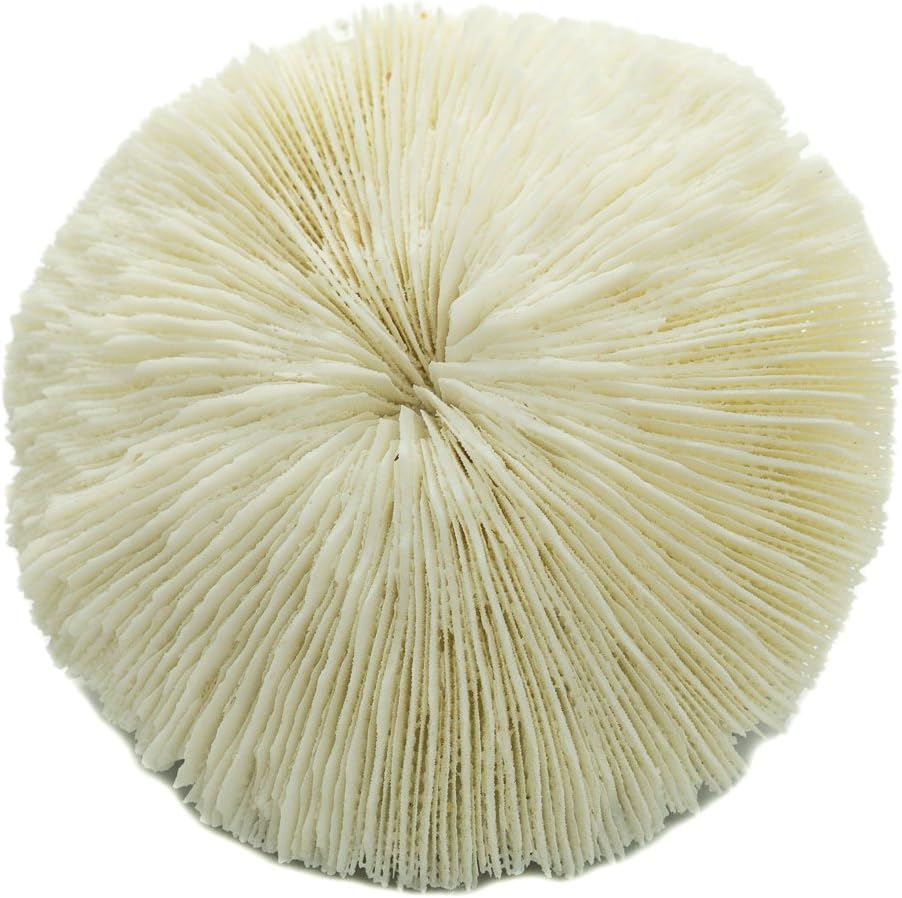 Mushroom Sea Coral | White Real Mushroom Coral 3&#x201D;-4&#x201D; (1 Piece) | Aquarium Ornament for Decoration