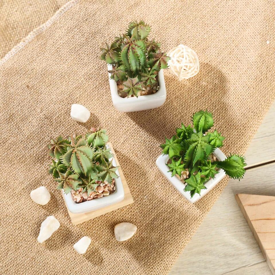 Green 3 Assorted 5" Artificial Faux Succulent Cactus Plants Off White Pots