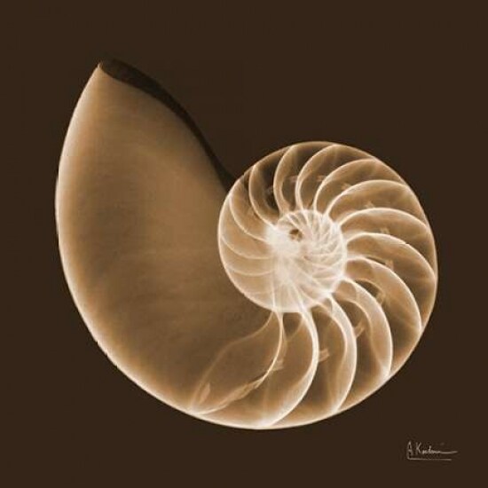 Sepia Nautilus Poster Print by Albert Koetsier - Item # VARPDXAKXSQ386C