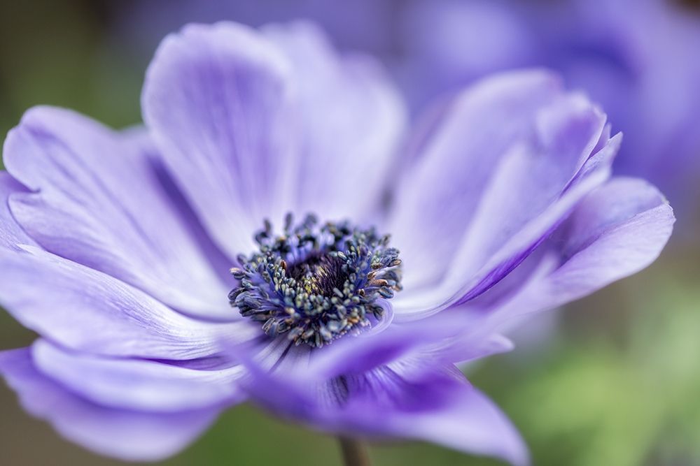 Spring Anemone II Poster Print by Dianne Poinski - Item # VARPDXQPDRC065A