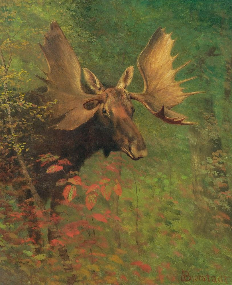 Study of a moose Poster Print by Albert Bierstadt # 55812