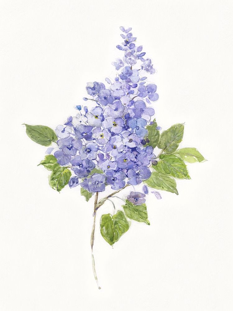 Dainty Botanical Lilac Poster Print by Sally Swatland # 43323