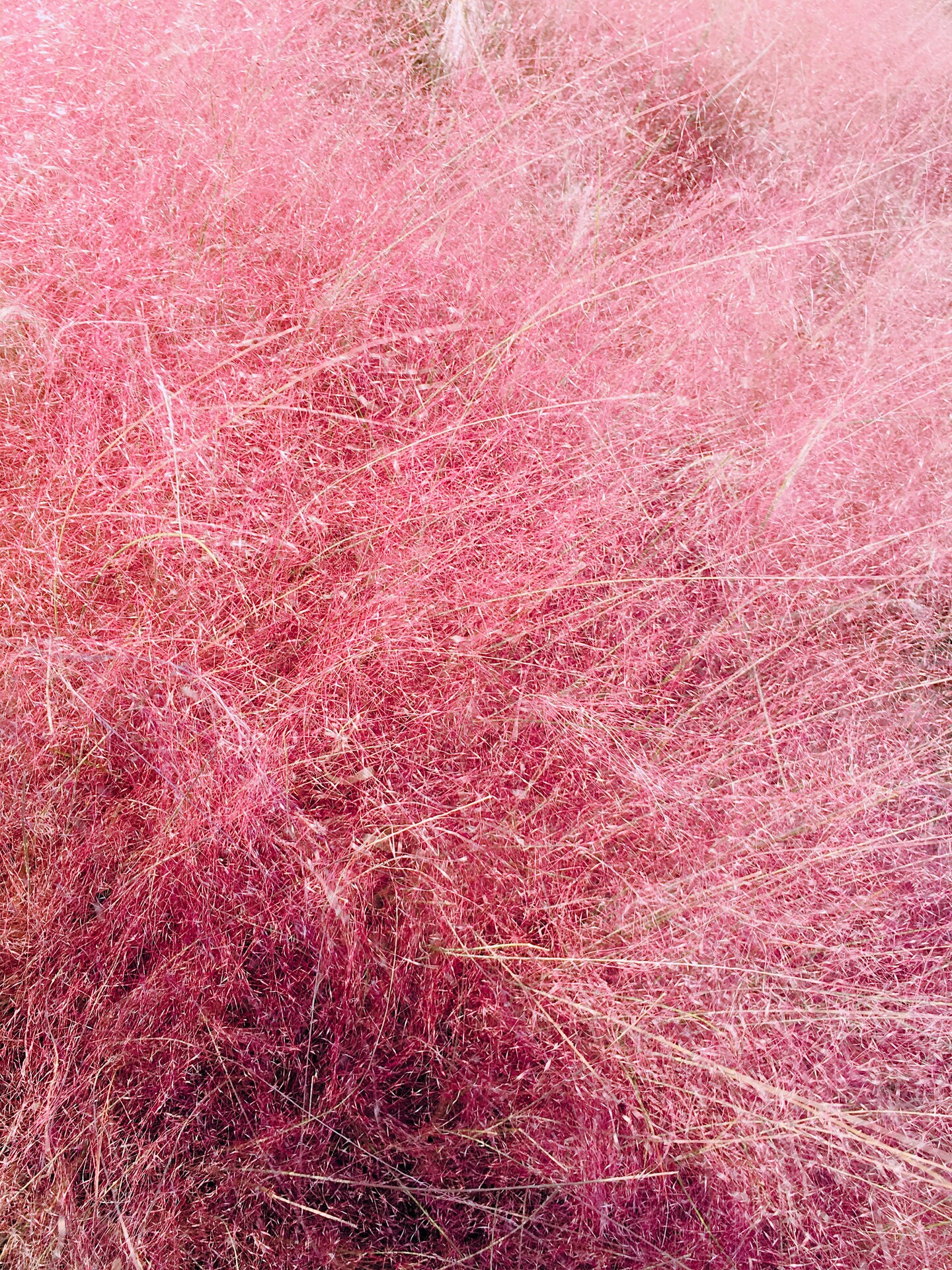 40 PINK MUHLY GRASS Cotton Candy Grass Muhlenbergia