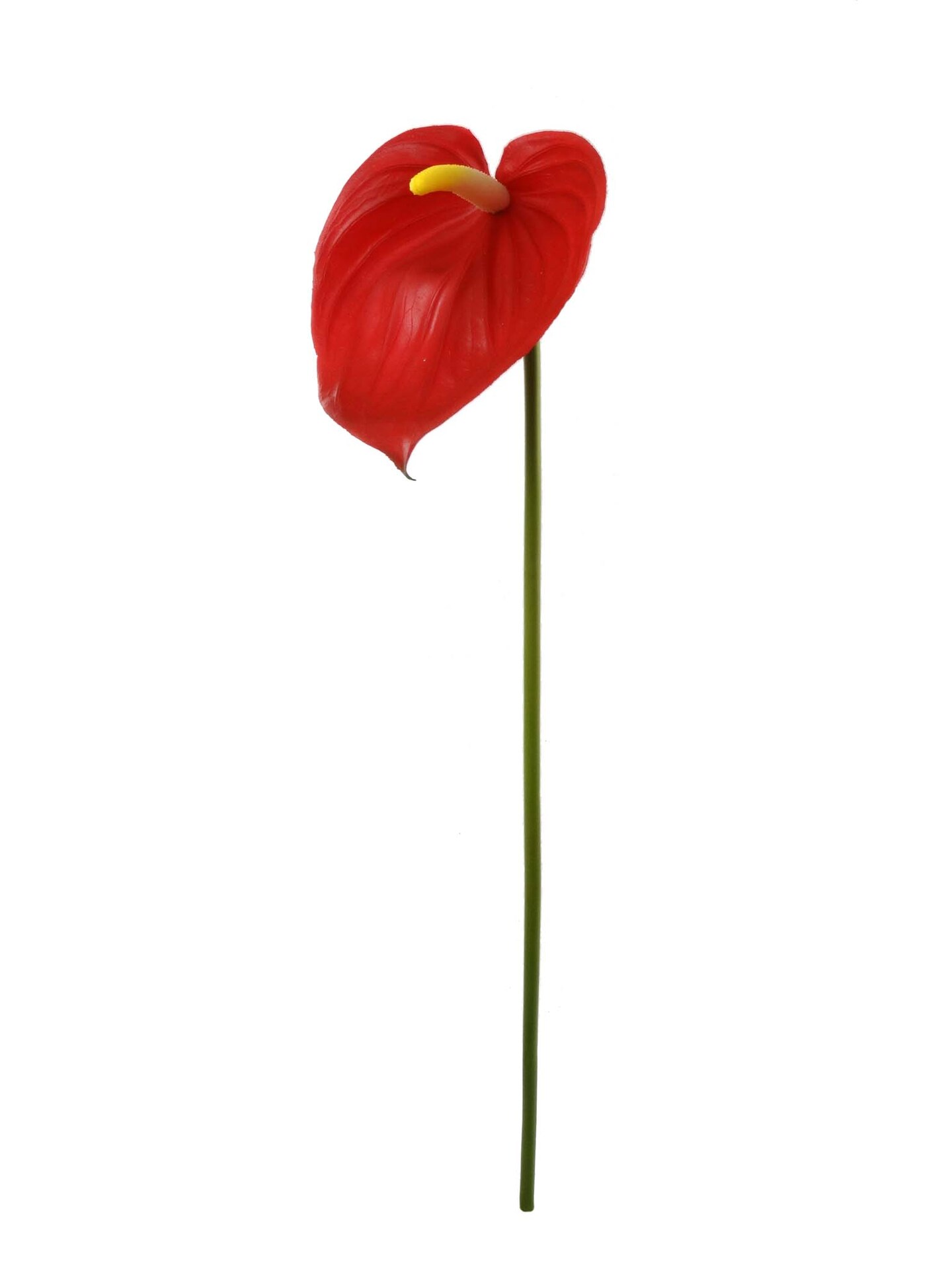 20&#x22; Vibrant Red Anthurium Stem - 24-Pack, Real Touch Blooms, Tropical Floral D&#xE9;cor, Perfect for Arrangements, Events &#x26; Home - Ideal for All Seasons, Floral Home by Artificial Flowers