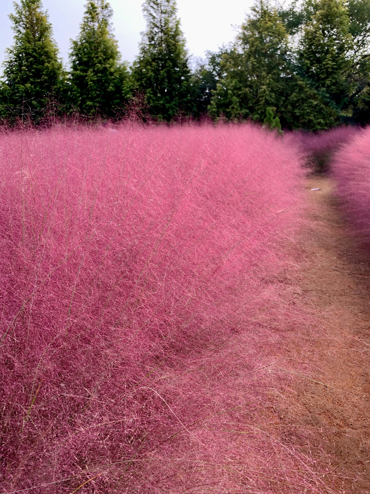 [EQUALBY] madeleine / pink muhly ☆ 40 PINK MUHLY GRASS Cotton Candy Grass Muhlenbergia