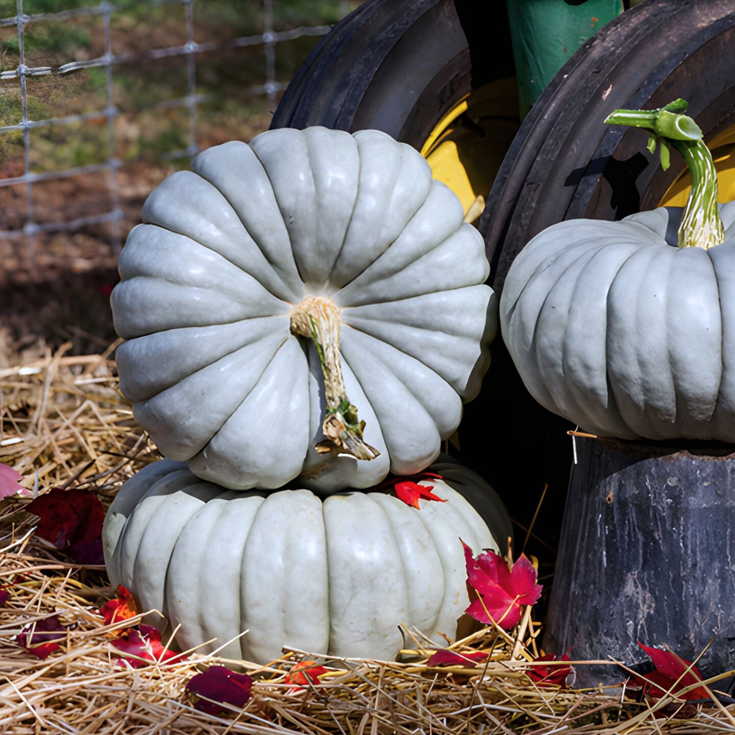 Blue Eyes F1 Pumpkin Seeds – Grow Stunning Blue Stacker