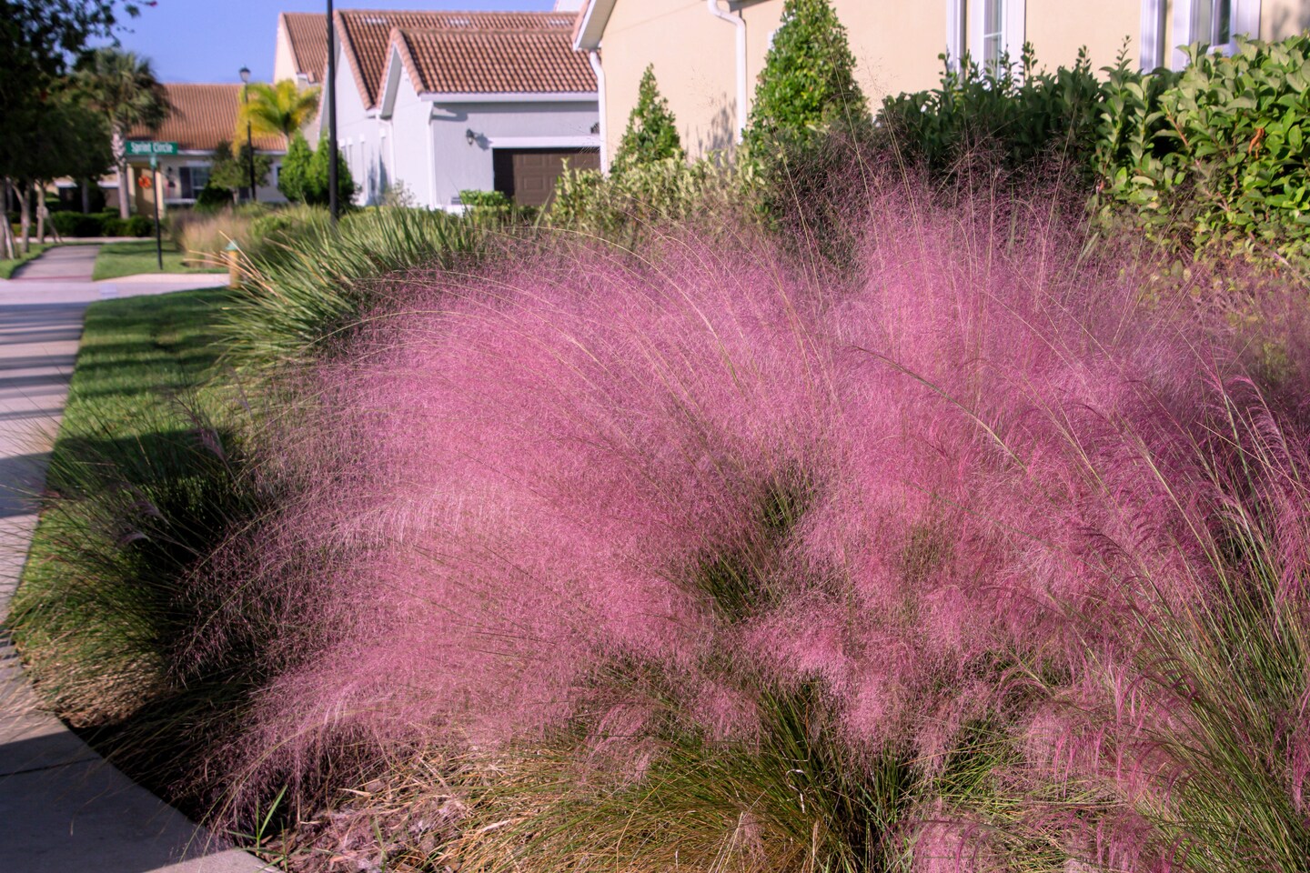 [EQUALBY] madeleine / pink muhly ☆ Amazon.com : Pink Muhly Grass - 10 Live Plants