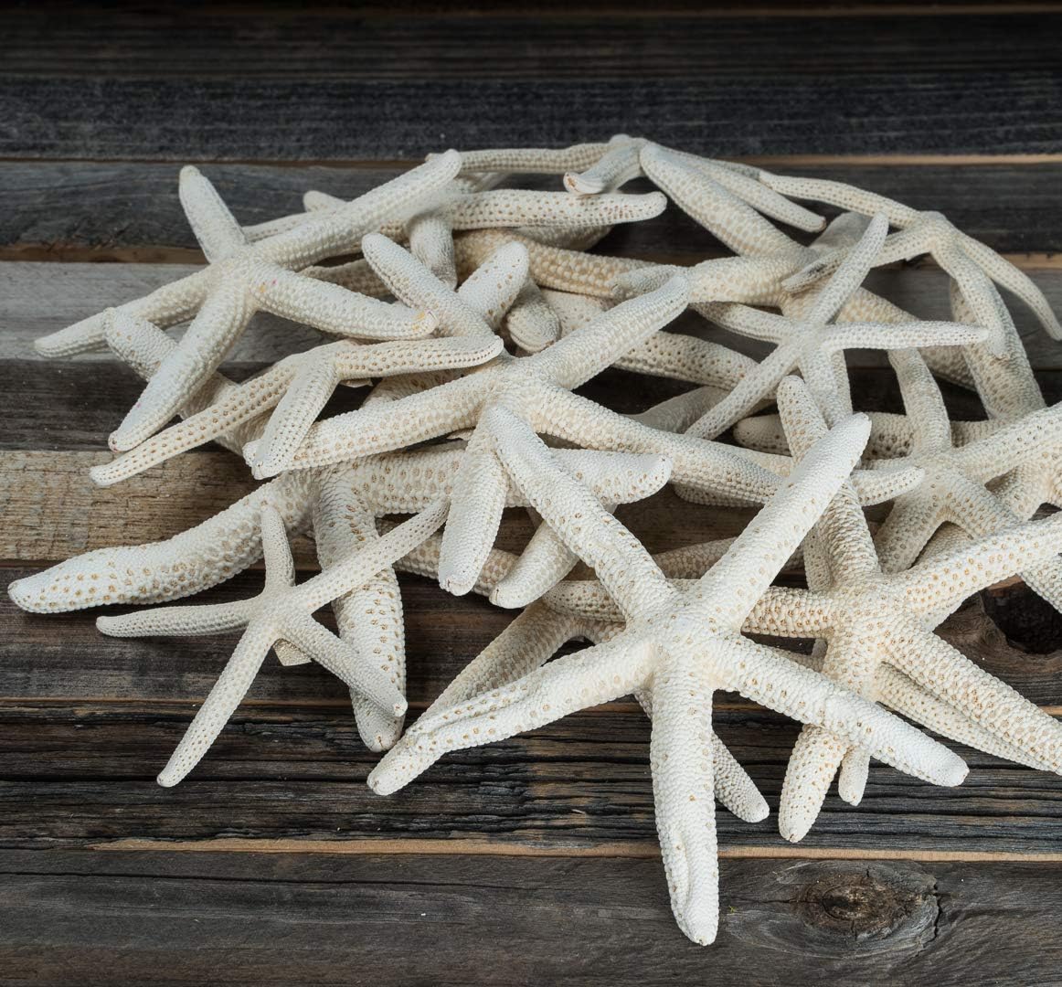 Starfish D&#xE9;cor 30 Uniquely Shaped Assortment White Finger Starfish 2-5in Imperfect White Starfish for Craft &#x26; Decor