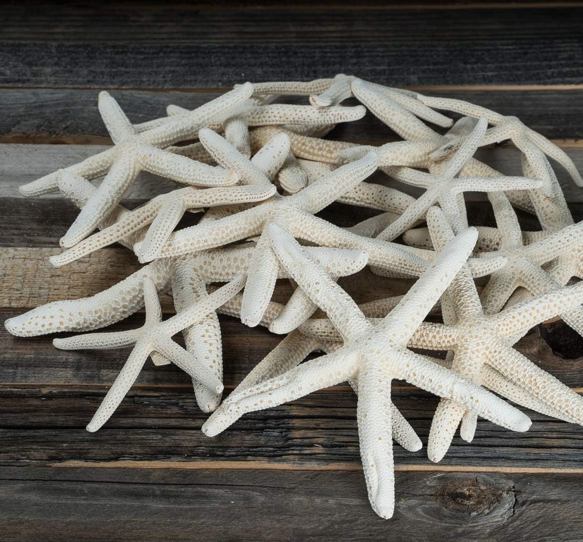 Starfish Décor 30 Uniquely Shaped Assortment White Finger Starfish 2-5in Imperfect White Starfish for Craft & Decor