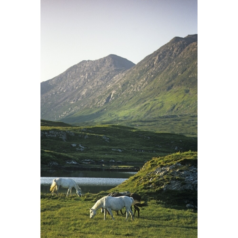 Horses Grazing On A Landscape County Kerry Republic Of Ireland Poster Print