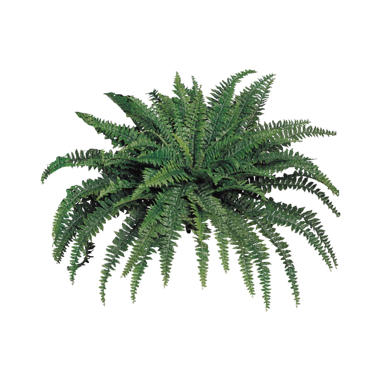 2-Pack: UV Boston Fern Plant with 88 Silk Fronds, 48&#x22; Wide by Floral Home&#xAE;