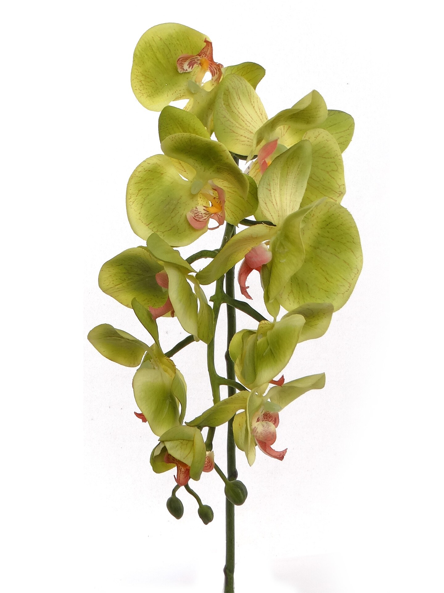 12Pack Real Touch Green Phalaenopsis Orchid Stem, Floral Home by