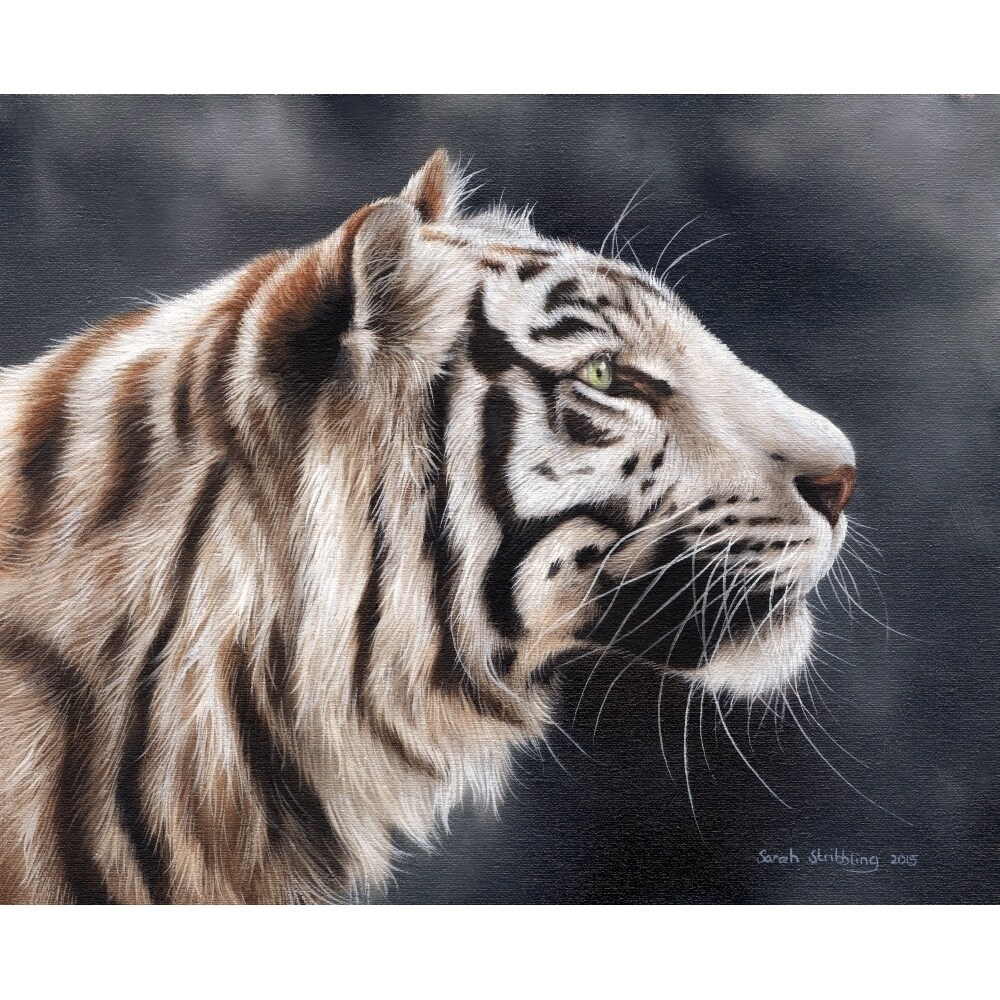 White Tiger Head Poster Print By Sarah Stribbling