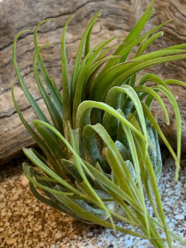 Scaposa Kolby Air Plant, Tillandsia Air Plant, Guatemala Air Plant, Air  Plants, Wedding Decor, Plant, Airplants, Bulk, Tillandsia, Terrarium |  MakerPlace by Michaels