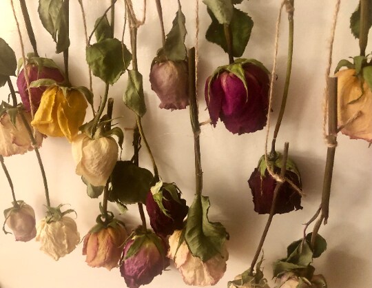 Dried Rose Stems 