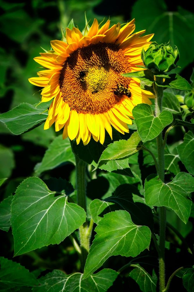 A Summer Flower I Poster Print by Alan Hausenflock - Item # VARPDXPSHSF2288