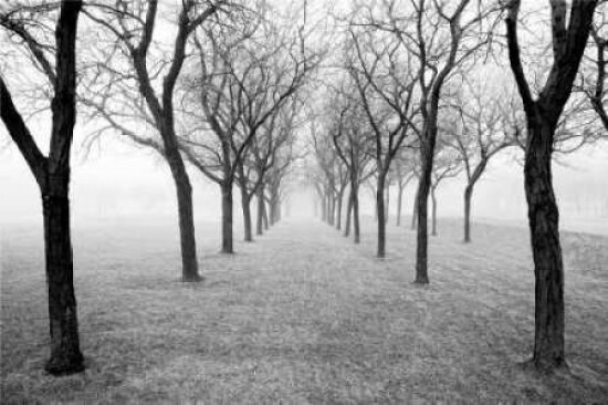 Tunnel of Trees Poster Print by Monte Nagler - Item # VARPDXNMP309