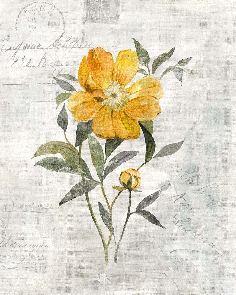 Canary Linen Peony Poster Print by Carol Robinson - Item # VARPDX41249